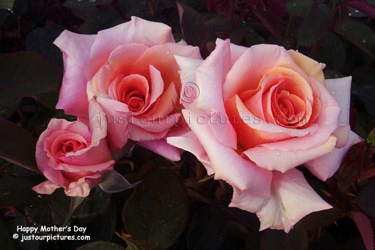 ادخل ومش هتندم Mother's-day-roses