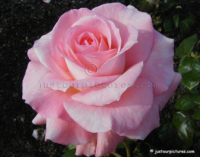 Beautiful pink rose flowers 2011