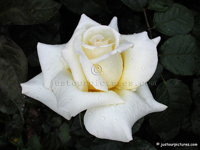 white-rose.jpg