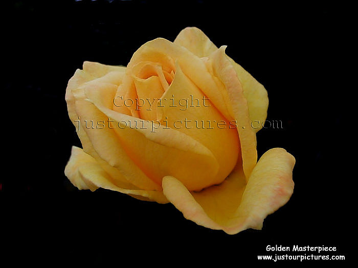 yellow roses pictures. yellow rose bud.jpg