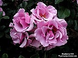 mauve roses