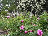  Barbara's Pasture Rose. File# 2522 Photographer: Christine. April  2011