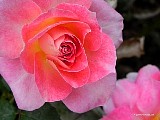 Lovestruck Rose  File#D7311. Photographer: Christine