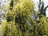  Rosa banksia lutea. File# 2166. Photographer: Christine. April 16, 2011