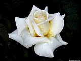 rose_1