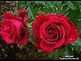 red roses