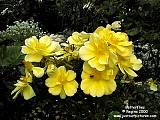 yellow rose Butterflies