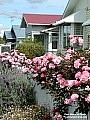 roses on a fence