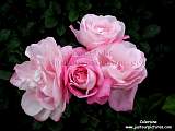 a pink rose