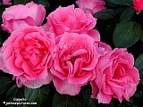 pink rose