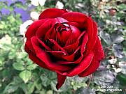  red rose