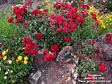 rose with companion planting