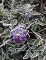  frozen verbena