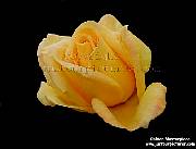  yellow rose