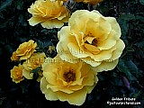  yellow rose