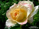 apricot blend rose