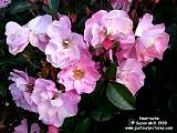 Winner Auckland Rose of the Year 1999