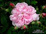 damask rose