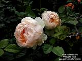 apricot roses 