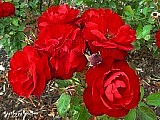 red rose picture