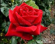  Loving Memory rose