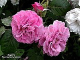 old mauve rose