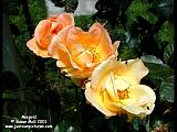 shrub roses