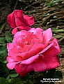 pink rose picture