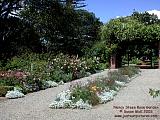 Nancy Steen f rose garden