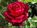 picture of a red rose