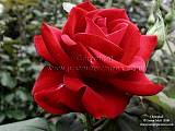 classical red rose picture