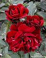 red roses