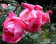 pink tea rose picture