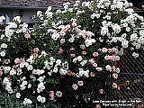 big rose bushes