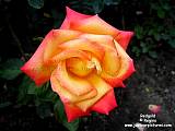 rose images