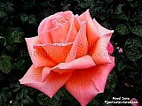 hybrid tea rose