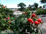 rose hips