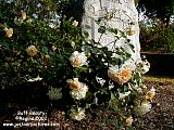 roses on a headstone