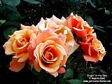 orange roses