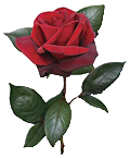 single-red-rose