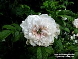 rugosa rose