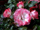 aka Bordure rose