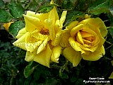 yellow rose 