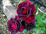 red rose picture