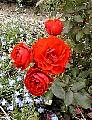 red roses