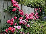 Rose bush on fence