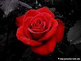 red rose image