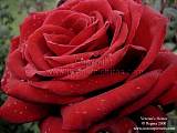 red roses