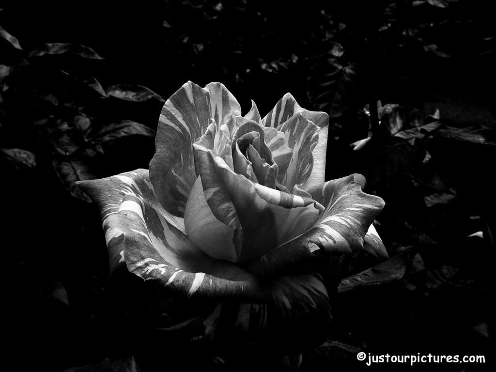 black and white striped rose
