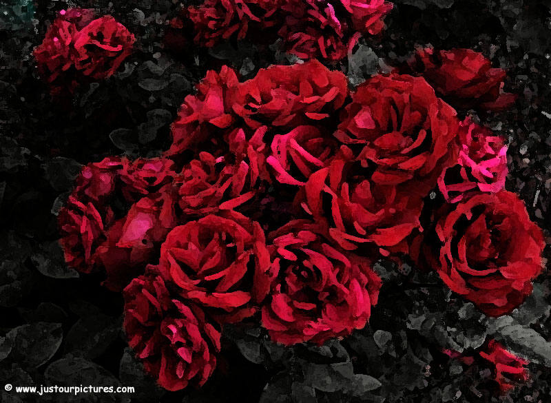 wallpaper roses red. Red Roses wallpaper